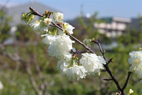 平地種梅樹|平地也看得到白色櫻花、重瓣梅花 農試所新品種即起。